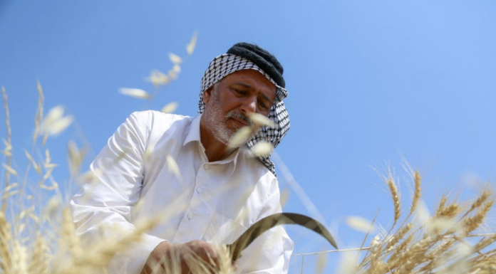 Support for Farmers Drives Wheat Delivery and Agricultural Growth